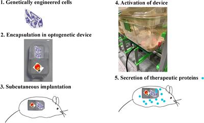 Optimized Protocol for <mark class="highlighted">Subcutaneous Implantation</mark> of Encapsulated Cells Device and Evaluation of Biocompatibility